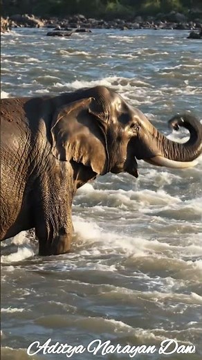 The Gentle Giant: Indian Elephant in Cinematic 4K