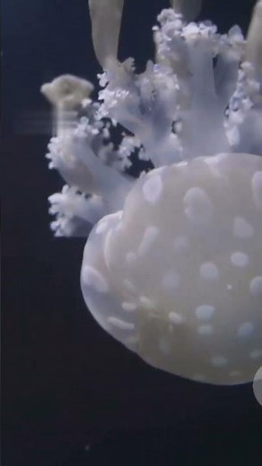 James Cameron's Solo Dive To Challenger Deep!