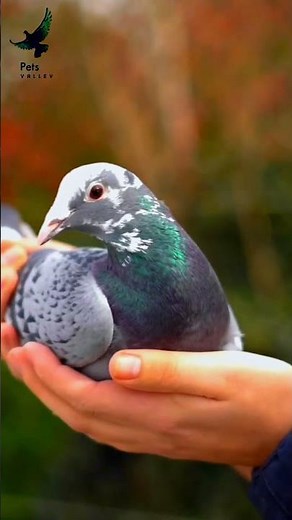 Nestsister Grizzle Best Kittel | Pigeon For Sale | Racing Pigeon Auctions | Racer Pigeon
