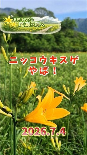 【2026年開花状況】ニッコウキスゲがもうすごい！尾瀬ヶ原🌼20260704