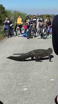Alligator Poops In Everglades