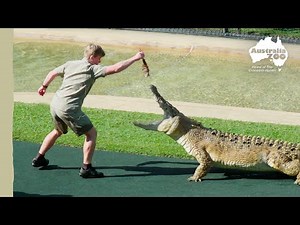 The best zoo moments of the year | Australia Zoo Life