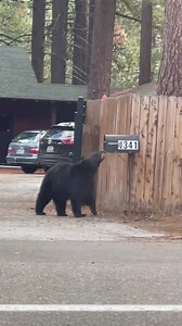 A black bear pokes around a South Lake Tahoe motel. Credit: Pavel Savastyanov. Have videos/photos you want to share? Send them over to web@kcra.com | KCRA 3