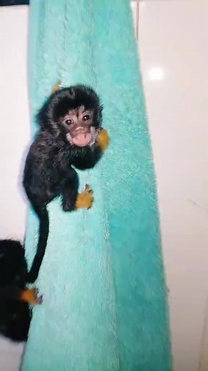 Mouse in house 😱!! #keepingupwithchanga #tiktoksouthafrica #foryoupage