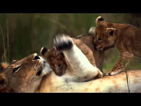 Disneys African Cats - Trailer HD 2011
