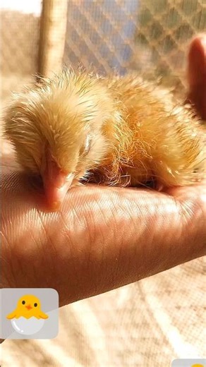 Peaceful Sleep of a Newborn Chick 🐣💤. #youtubeshorts #shorts #viral #chicks #chicktales