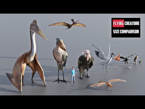 FLYING Creature Size Comparison | 3d Animation Comparison (60 fps)