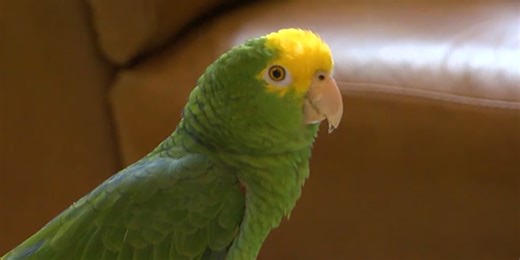 WATCH: Rock & Roll singing parrot Tico & the Man