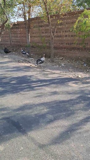 Amazing sounds of turky birds providing sensation of deep l9ve with nature