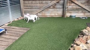 It’s PUPPY CENTRAL here at RSPCA Burwood East this morning! These two month old American Bulldogs are looking for forever homes where they can run and play and chew things (hopefully toys and not pants!) If you’re interested in bringing one of these little, but soon to be big, pups into your home, check our website to stay updated on their availability. https://rspcavic.org/adoption/Search/?animal=Dog&location=RSPCA Burwood East&keywords=&seed=11&page=1 | RSPCA Victoria
