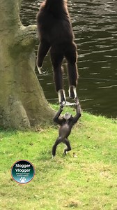 This is how it's done - Mum's Baby Transfer #GibbonMother #BabyGibbon #PrimateCare #GibbonBehaviour #AnimalMoment | SloggerVlogger