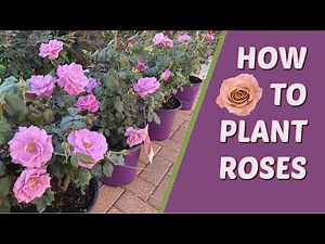 HOW TO PLANT ROSES IN FLORIDA | FLORIBUNDA