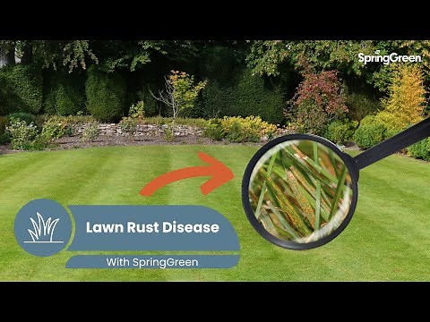 Lawn Rust Treatment | Rust Lawn Disease & Fungus Tips