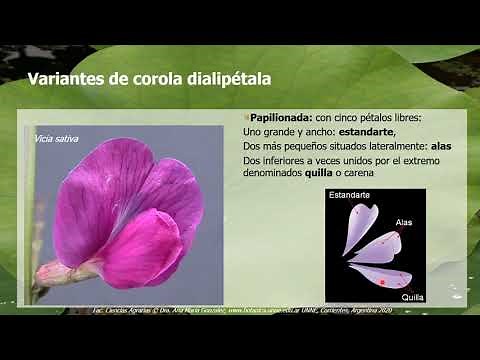 BOTANY. Unit 4: Flower. Perianth (2 of 5 videos)