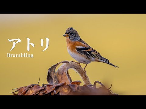 10. Wild Bird Information Station [The Call of the Avian]｜The Voice of Wild Birds