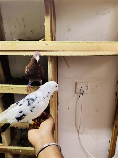 Breeding Pairs of Pigeons: A Complete Guide