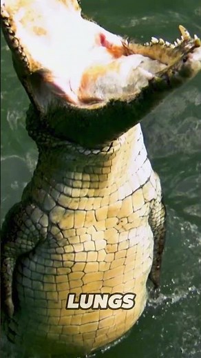 Why does an alligator's tongue look this? #animalfacts #animals #wildlife