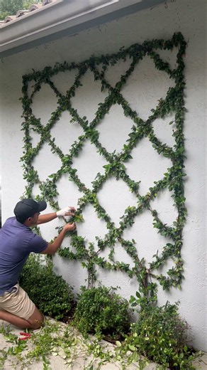 Satisfying Star Jasmine Trellis Cleanup