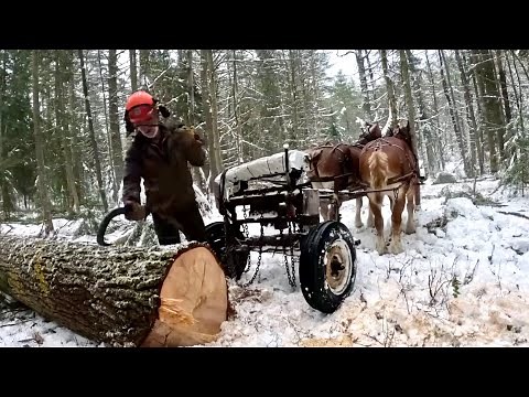 Watch Gentle Giants Logging in the Forest // NO TALKING - ASMR #571