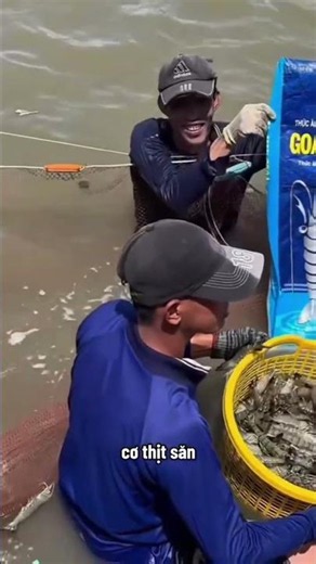 Tôm sú giống CP chống chịu EHP tốt giúp giảm áp lực và ổn định sản xuất