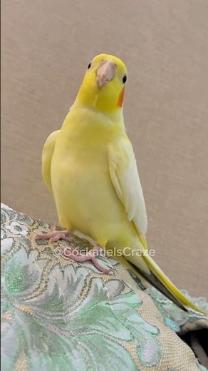 Take a moment to appreciate my magnificent opera-singing cockatiel! ❤️🦜🎶 #cockatielscraze