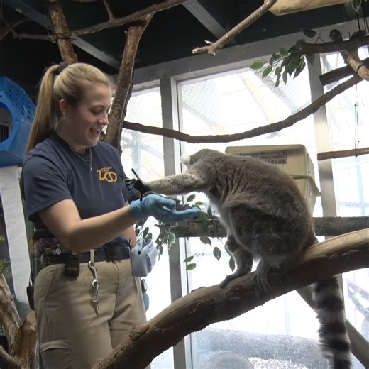 18K views · 527 reactions | Check out this recent training session with our ring-tailed lemurs Ombe and Wicket.  High reward food items are used for positive reinforcements during training. Zookeeper Jasmine is using raisins and a smear of banana. Lemurs can only be found in Madagascar and are the most endangered group of mammals in the world. | Milwaukee County Zoo | Facebook