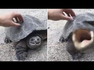 Turtle Attack Compilation