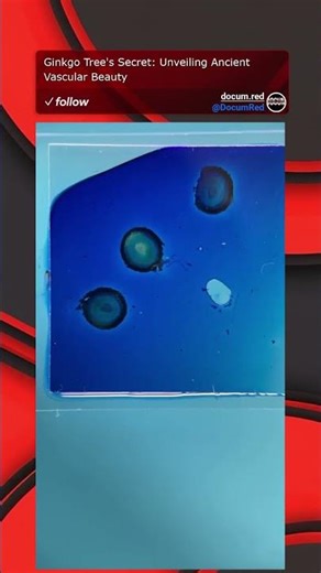 Ginkgo Tree's Secret: Unveiling Ancient Vascular Beauty