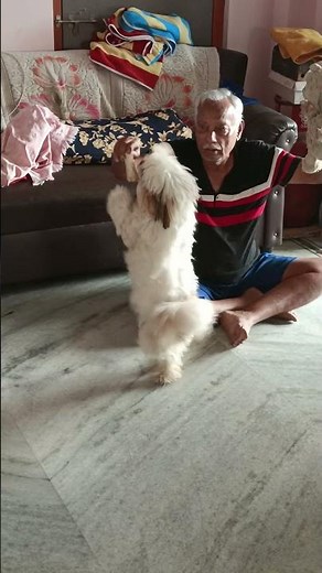 Cutest Shih Tzu Puppy Ever 🐾 | Adorable & Funny Moments You Can’t Miss 😍🐶” #puppyvideos