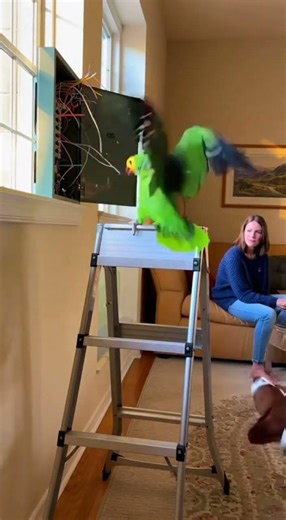 Bird with unstoppable humor 😜#funnyanimals #shortsvideo #viral
