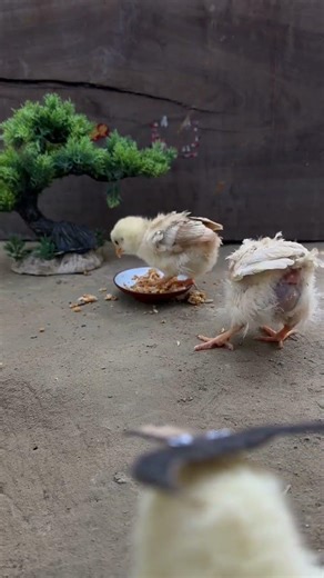 Bull Demon King Hahaha