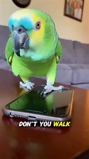 Angry Parrot Interrogates Everyone 😡🦜 WHO TOUCHED MY PHONE?!