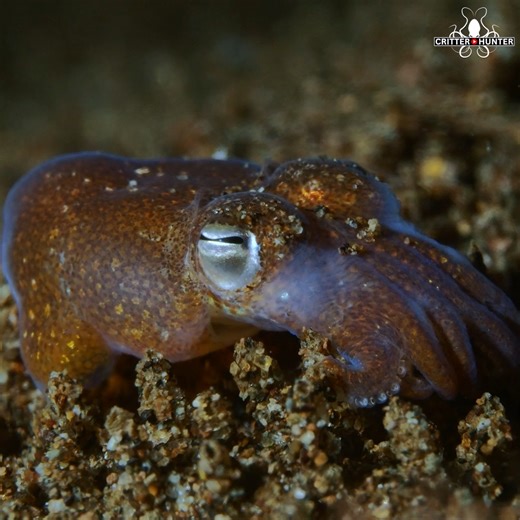 8.8K views · 671 reactions | Beneath Dauin’s calm waters, a glowing...