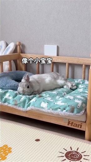 Cozy Rabbit Bed Time Vlog: My Daily Nap Adventure