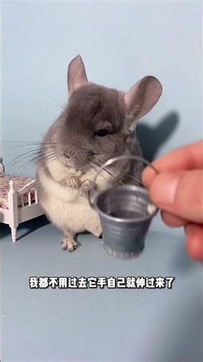 The Little Spicy Bar Has Formed A Conditioned Response By Holding Up The Sign... #Cute Pets #Chinch