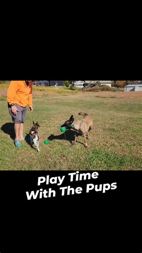 Having Fun With The Kiddos | Asheville Dog Academy
