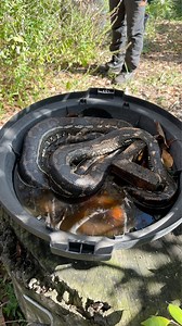 1.2K views · 65 reactions | A Large Carpet Python Bathing in a Bird Bath! We are currently slugging through some hot days as of late & this chunky sized Coastal Carpet Python was definitely playing it smart! We were even lucky enough to witness some awesome climbing action upon the release! How good! As Always, Don’t forget to give us a call next time you are in need of any snake related problems! 0474826129 | Moreton Bay & Brisbane Snake Catchers 24/7 | Facebook
