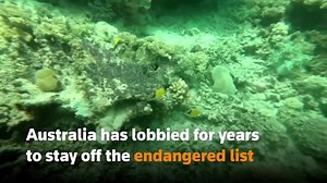 UN recommends Great Barrier Reef be listed ‘in danger’