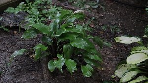 1.8K views · 43 reactions | GOOD MORNING, WAYNESBORO! Today is...