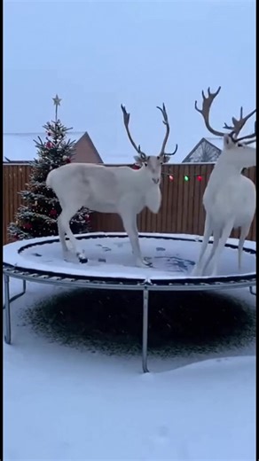 1.7M views · 27K reactions | Reindeer Trampoline Joy! Reindeer having fun on a snowy trampoline! Generated using Kling AI . . . (For entertainment purposes only. Consult professionals if guidance on activities is presented. No brand affiliation is implied if any are shown. If inspired by true events, creative adaptations may be included. Content may include public footage.) | Fabiosa - Live easy | Facebook