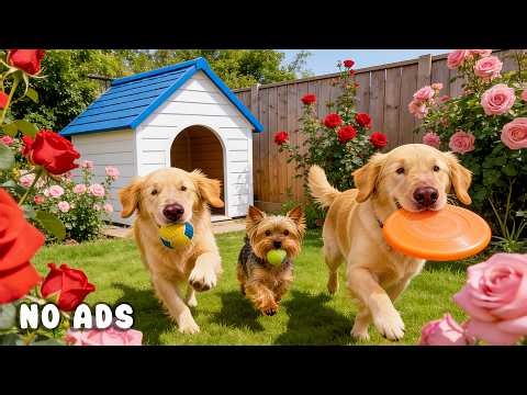 24 Hours of Dog TV for Dogs to Watch 🐶🎧 Soothing Ambient Music for Active Dogs & Inner Calm 🌙🐾