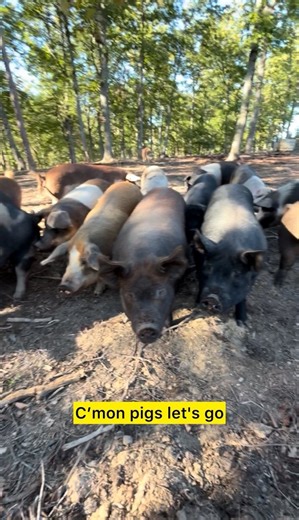 40K views · 1.3K reactions | Four years ago, we bought our first two...