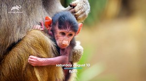 77K views · 3.5K reactions | Enjoy a full minute sneak peek at our upcoming Animal Planet show, The Zoo: San Diego. Are you as excited as we are!? | San Diego Zoo | Facebook