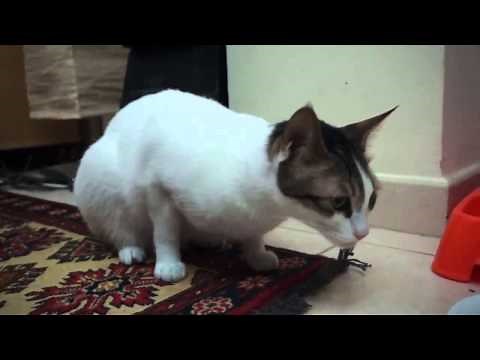Funny cat talking like a ninja saying "oh my god" not oh long johnson - Bibi