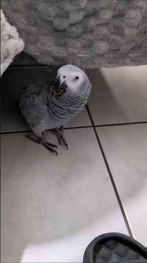 Pepette et les carottes 🤣 #parrot #perroquet #cute #funny #parrotfunny