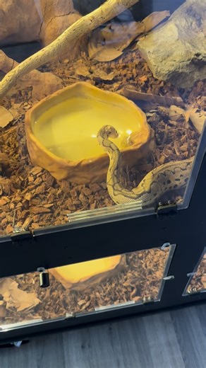 #terradelta #pythonregius #pastelclownballpython #ballpython #python #reptile #drinking | Hans Gillet