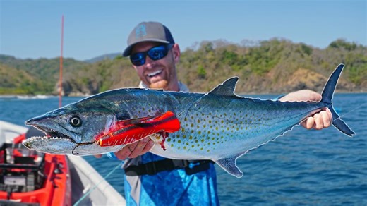 Big mackerel explodes on topwater in Panama