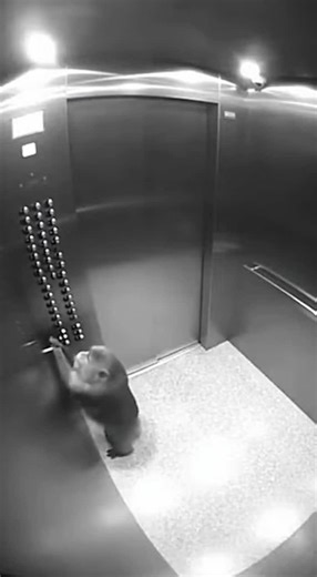 This mischievous monkey jumps into an elevator and starts pressing ALL the floor buttons with both hands 🤯🐒 Then casually walks to the left like nothing happened 😅 Caught on CCTV — funny, unexpected, and totally unplanned! Would you stay in this elevator? 👀😂 Watch till the end! #Monkey #Elevator #Funny #CCTV #viral