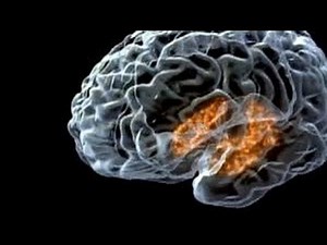 Learn How Human Memory Works