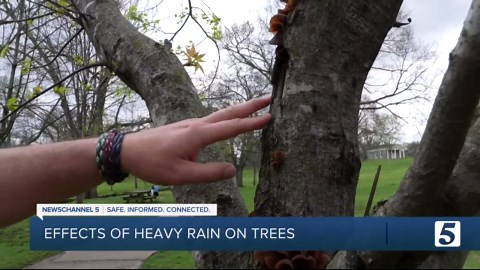 Is Your Neighborhood Tree a Hidden Danger? Arborist shares why a tree checkup matters
